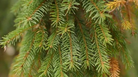 Conifer branches close-up Stock Footage 118701159