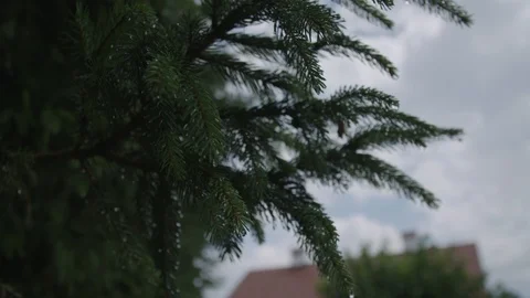 Conifer branches 動画素材 89534318