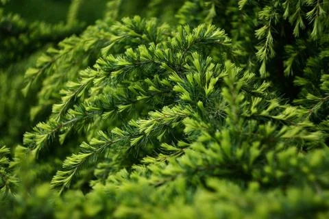 Conifer branches Stock Photos