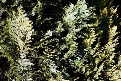 Conifer branches Stock Photos