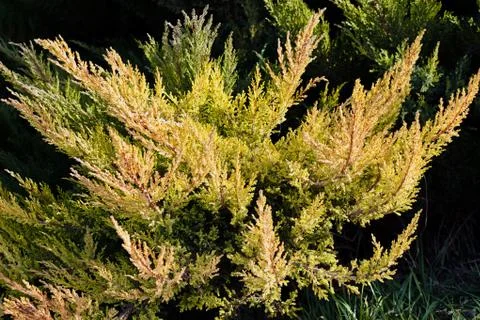 Conifer branches Stock Photos