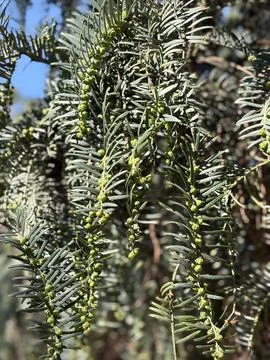 Conifer Branches Stock Photos