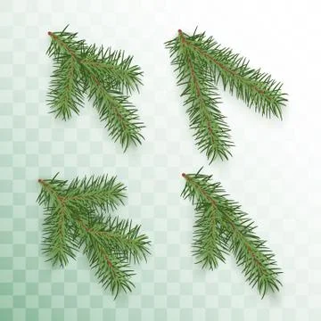 Conifer branches set. Green branches of a Christmas tree isolated on transpar Stock Illustration