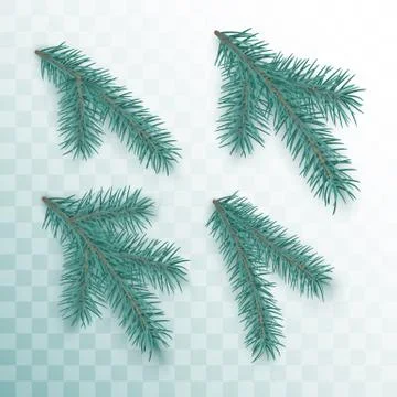 Conifer branches set. Green branches of a Christmas tree isolated on transpar Stock Illustration