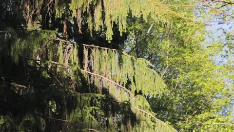 Conifer branches  spruce  texture park 스톡 동영상 108207967