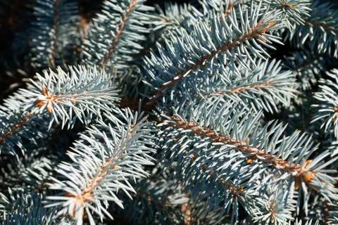 Conifer branches texture Stock Photos
