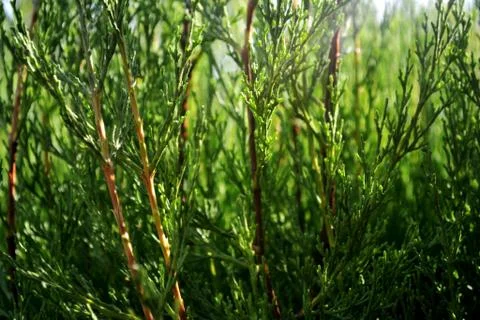 Conifer bush green texture in the light of the morning sun Stock Photos