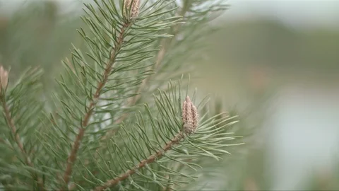 Conifer close up 스톡 동영상 87168643
