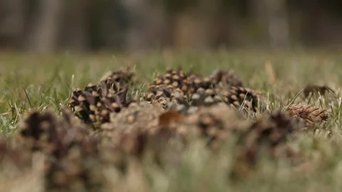 Conifer cone 2 Stock-Footage 327868544