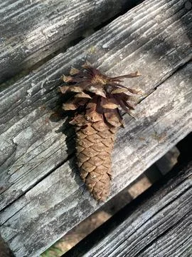 Conifer Cone Close-up Background Stock Photos