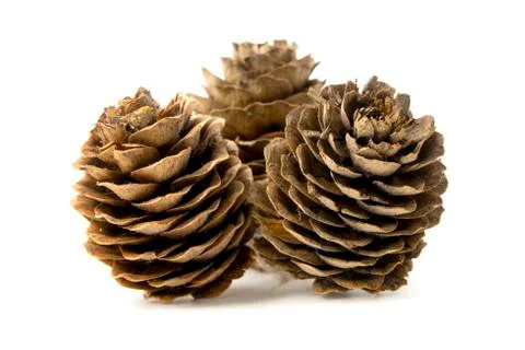 Conifer cone. Stock Photos