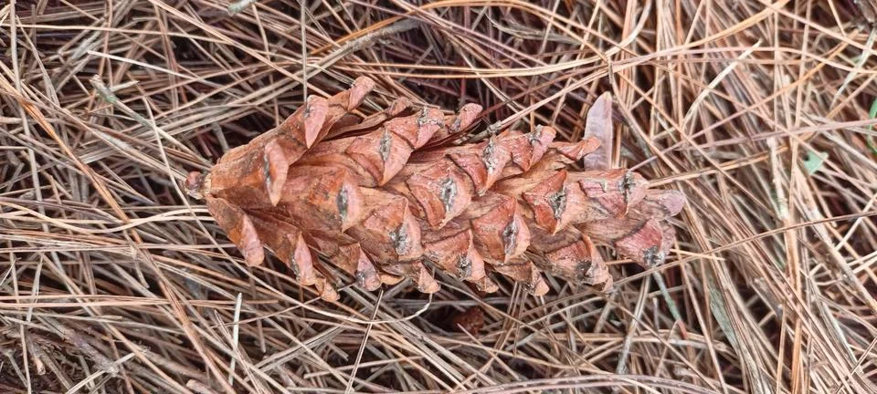 Conifer cone Stock Photos