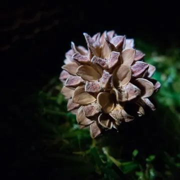 Conifer cone Stock Photos