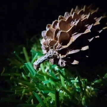 Conifer cone Foto stock
