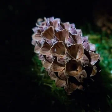 Conifer cone Foto stock