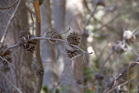 Conifer cone Stock Photos