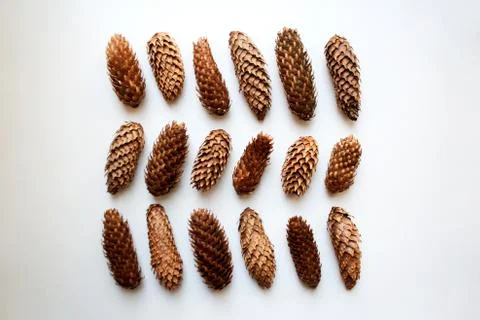 Conifer cones abstract pattern Stock Photos