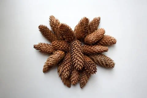 Conifer cones bunch Stock Photos