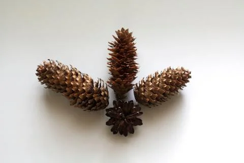Conifer cones composition Stock Photos
