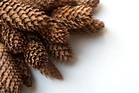 Conifer cones corner close up Stock Photos