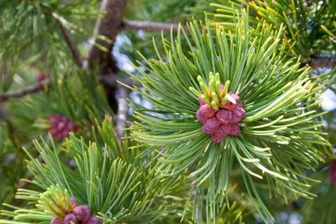 Conifer cones Stock Photos