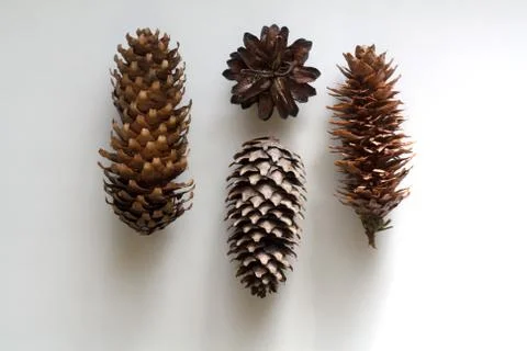 Conifer cones set from above Stock Photos