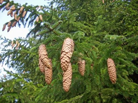 Conifer cones on tree Stock Photos