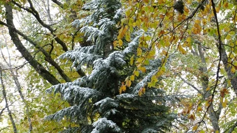 Conifer covered in light snow stands among trees with autumn leaves. Stock Footage 254213651