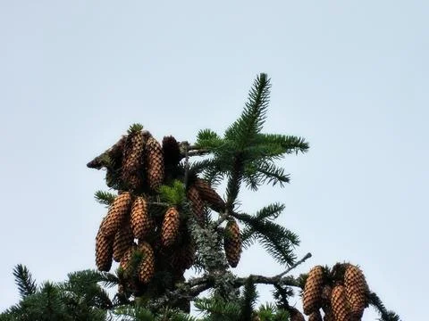 Conifer Crown Stock Photos