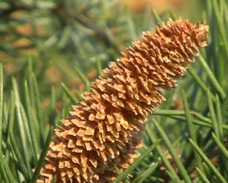 Conifer Stock Footage 62482