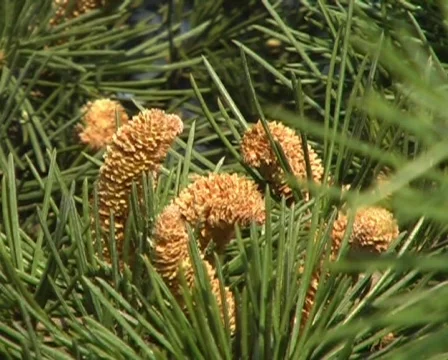 Conifer Видео 62651