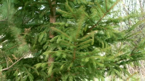 Conifer. Stock Footage 714017