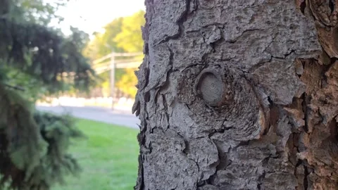 Conifer Video stock 220105807