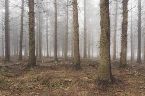Conifer forest with bare tree trunks in winter Stock Photos