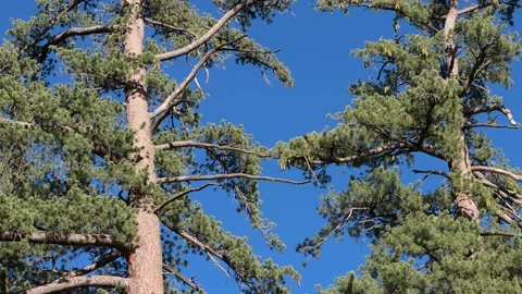 CONIFER FOREST Stock Footage 210235730