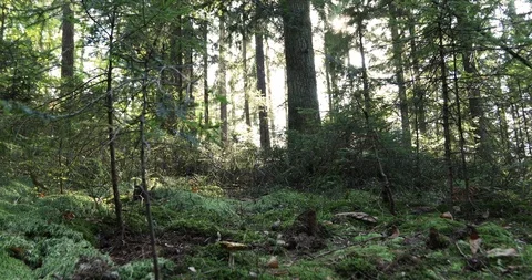 Conifer forest in motion 스톡 동영상 96080282