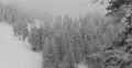 Conifer Forest Mystic Landscape Cold Weather Winter Snowy Mountain Snow Covered 4k or 4k+ Resolution