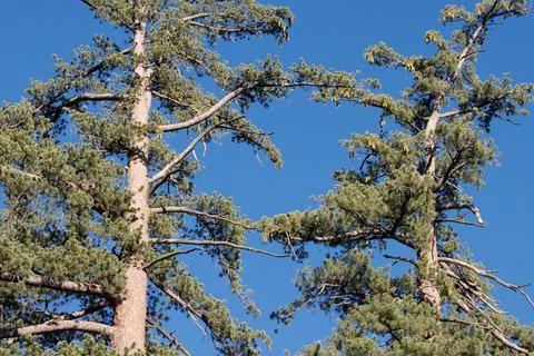 CONIFER FOREST Stock Photos