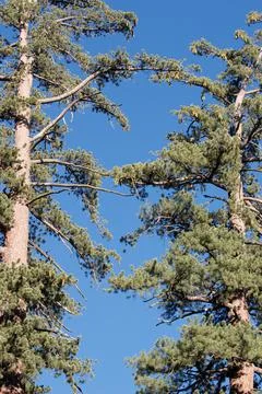 CONIFER FOREST Stock Photos