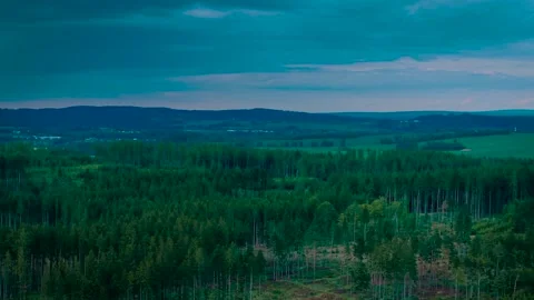 Conifer forest spreading across hilly landscape under cloudy sky. Tall pines Stock Footage 313125659