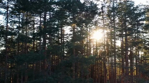 Conifer forest sunset drone shot Stock Footage 236391658
