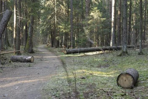 Conifer forest trail with fallen logs. Woodland path in sunlit nature lands.. Stock Photos