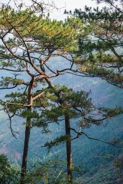 Conifer Grove on a Sloping Ridge Stock Photos