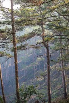 Conifer Grove on a Sloping Ridge Stock Photos