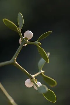 Conifer mistletoe, mistletoe, pine mistletoe, viscaceae, viscum album subsp. Photos
