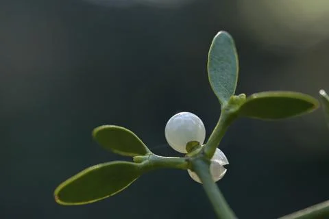 Conifer mistletoe, mistletoe, pine mistletoe, viscaceae, viscum album subsp. Photos