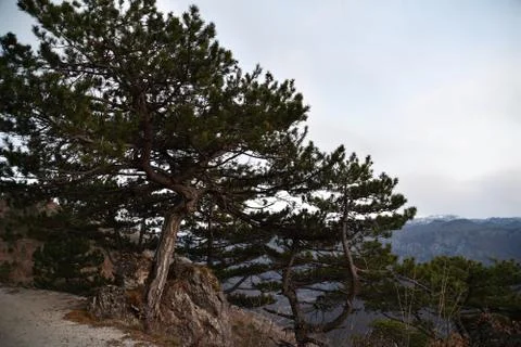 Conifer on the mountain Foto stock