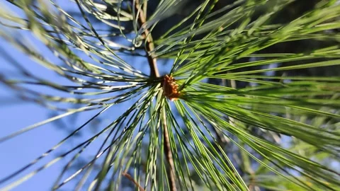 Conifer needles on a branch close up Stock Footage 300068715