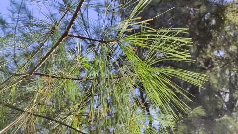 Conifer needles on a branch close up Stock Footage 300068717