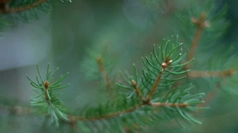 Conifer needles closeup Video stock 66862431